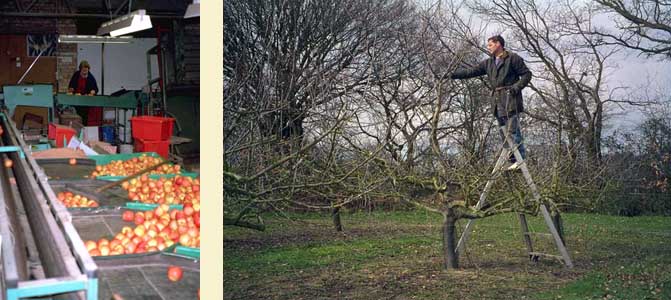 Winter pruning and apple sorting